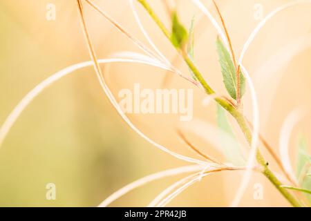 salice-erba, salice-erbaccia (Epilobium spec.), fruttificazione; illuminazione di alto-tasto, Germania Foto Stock