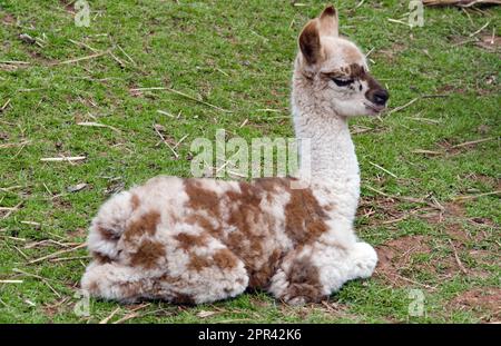 lama (lama glama), lama di due settimane, Perù, Cusco Foto Stock