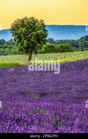 Lavanda inglese (Lavandula angustifolia, Lavandula officinalis), campo di lavanda fiorito in estate, Francia, Provenza, Valensole Foto Stock