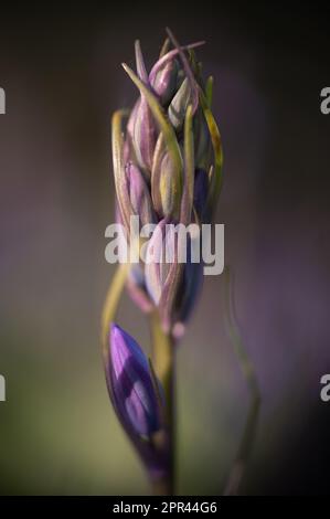 Boccioli di Bluebells, fiore blu, bokeh, sfondo morbido. Foto Stock