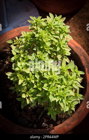 Basilico greco, basilico cespuglio, basilico di Ocimum, vegetale verde Foto Stock