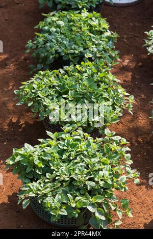 Pianta di origano, Carom, foglie di ajwain, Origanum vulgare, Foto Stock