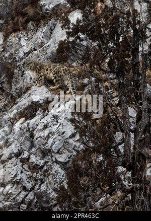 (230426) -- PECHINO, 26 aprile 2023 (Xinhua) -- Un leopardo di neve è raffigurato in un canyon nella contea di Zadoi della prefettura autonoma tibetana di Yushu, provincia del Qinghai nella Cina nord-occidentale, 21 febbraio 2023. (Xinhua/Fei Maohua) Foto Stock