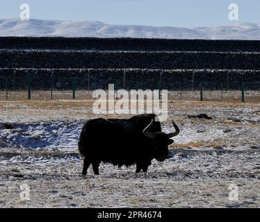 (230426) -- PECHINO, 26 aprile 2023 (Xinhua) -- Un yak selvaggio è ritratto in Hoh XIL, provincia di Qinghai della Cina nord-occidentale, 20 gennaio 2022. (Xinhua/Wang Bo) Foto Stock