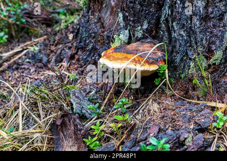 Fomitopsis pinicola, è un fungo di decadimento del gambo comune su alberi di legno duro e di conifere Foto Stock