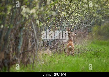 Il roebuck adulto che segna il suo territorio strofinando corna sugli alberi Foto Stock