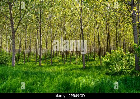 Paesaggio paesaggistico piantato foresta a metà primavera, clima continentale. Foto Stock