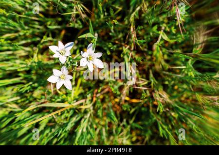 Fiori bianchi contro erba verde, giglio d'erba, stella-giardino di-Betlemme, pisolino-a-mezzogiorno, Ornithogalum umbellatum. Foto Stock