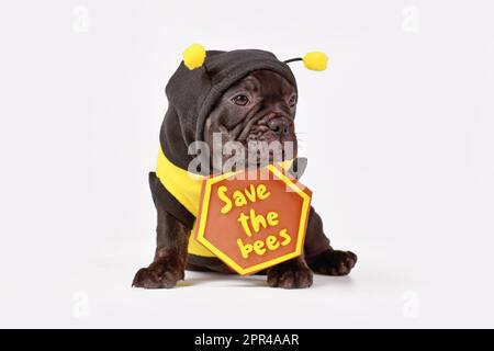Cucciolo di cane Bulldog francese nero vestito con costume d'ape e segno 'Salva le api' su sfondo bianco Foto Stock