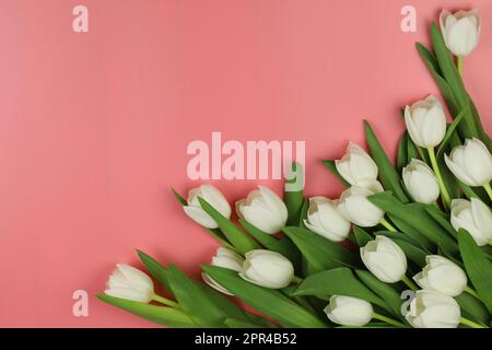 Bel bouquet di fiori di tulipano bianco con cartoncino su sfondo rosa, spazio per il testo Foto Stock