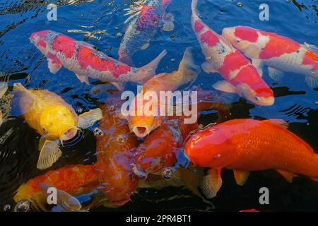 La carpa di koi colorata di varietà diverse nuotano nello stagno alla ricerca di cibo. Foto Stock