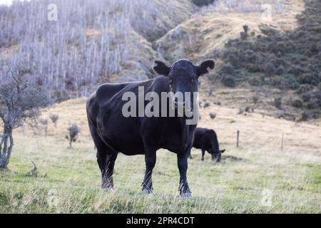 Una mucca di angus nera pascola in Nuova Zelanda. Bestiame bovino Foto Stock