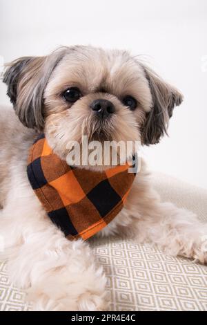 Foto di un cane Shih Tzu di razza piccola che guarda la macchina fotografica Foto Stock