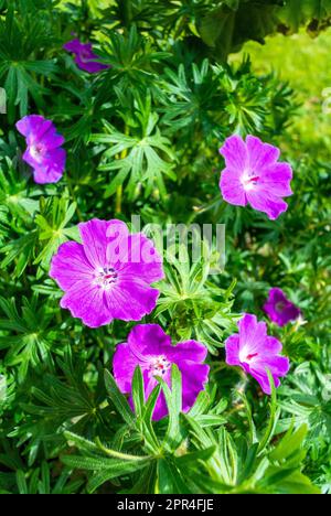Fiori rosa di geranio sanguineo Foto Stock