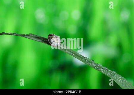 Una piccola lumaca del giardino del bambino neonato si appende sopra una lama sottile, a forma di arco di erba con gocce di rugiada contro il bokeh del fondo lussureggiante del prato. Foto Stock