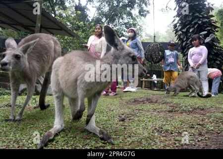 Bogor, Indonesia. 26th Apr, 2023. I bambini guardano i canguri al Taman Safari, zooparco a Bogor, Giava Occidentale, Indonesia, Aprile 26, 2023. Credit: Sandika Fadilah/Xinhua/Alamy Live News Foto Stock