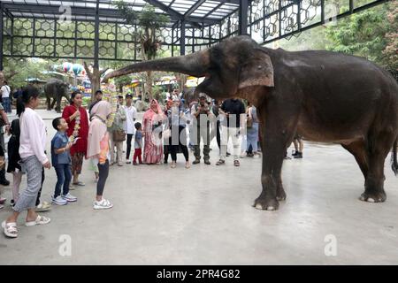 Bogor, Indonesia. 26th Apr, 2023. La gente guarda un elefante di Sumatran interagire con una ragazza al Taman Safari, uno zooparco a Bogor, Giava Occidentale, Indonesia, 26 aprile 2023. Credit: Notizie dal vivo di Sandika Fadilah/Xinhua/Alamy Foto Stock