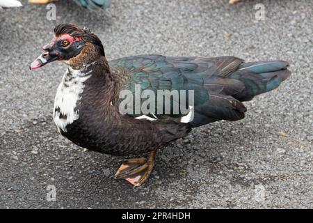 Un'anatra selvaggia vicino al lago Capitão, isola di Pico, Azzorre, Portogallo Foto Stock