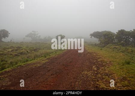 Una mattina nebbia sulla strada che porta al lago Capitão, isola di Pico, Azzorre, Portogallo Foto Stock