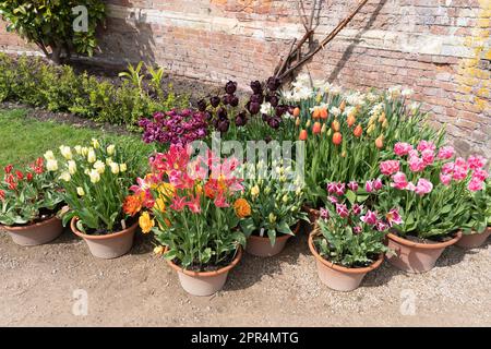 Fiori colorati fioriscono in vasi di fiori sulla terrazza dell'Orangerie nel Giardino barocco del Castello di Powis. Powis, Galles Foto Stock