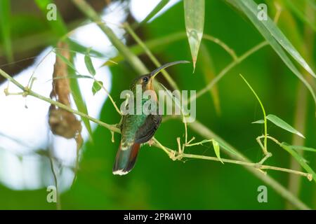 Colibrì eremita di allevamento rufoso, Glaucis hirsutus, arroccato su un piccolo ramoscello nella foresta pluviale di Trinidad e Tobago. Foto Stock