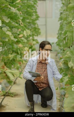 I ricercatori agricoli sviluppano calendari e flussi di lavoro per migliorare la produzione di meloni. Classifica, organizza, seleziona e li seleziona a seconda del Foto Stock