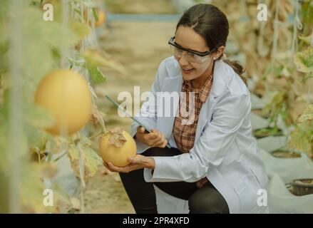 I ricercatori agricoli sviluppano calendari e flussi di lavoro per migliorare la produzione di meloni. Classifica, organizza, seleziona e li seleziona a seconda del Foto Stock