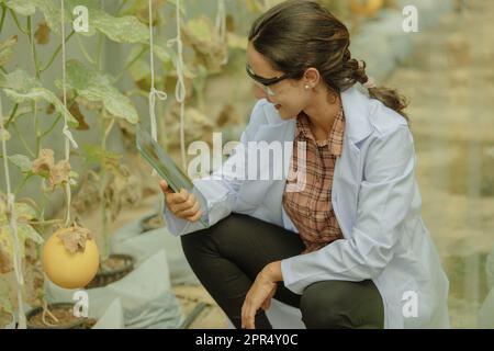 I ricercatori agricoli sviluppano calendari e flussi di lavoro per migliorare la produzione di meloni. Classifica, organizza, seleziona e li seleziona a seconda del Foto Stock