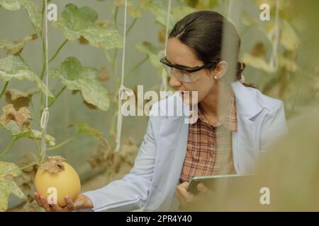 I ricercatori agricoli sviluppano calendari e flussi di lavoro per migliorare la produzione di meloni. Classifica, organizza, seleziona e li seleziona a seconda del Foto Stock