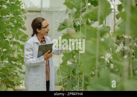 I ricercatori agricoli sviluppano calendari e flussi di lavoro per migliorare la produzione di meloni. Classifica, organizza, seleziona e li seleziona a seconda del Foto Stock