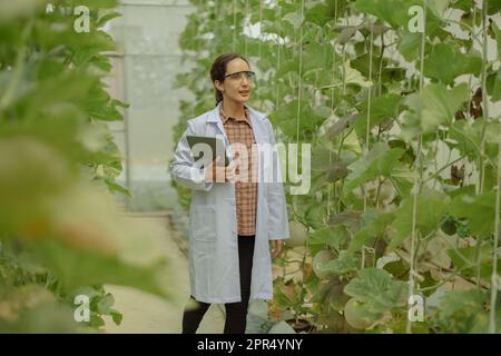 I ricercatori agricoli sviluppano calendari e flussi di lavoro per migliorare la produzione di meloni. Classifica, organizza, seleziona e li seleziona a seconda del Foto Stock