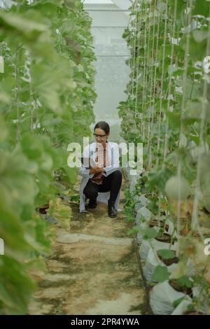 I ricercatori agricoli sviluppano calendari e flussi di lavoro per migliorare la produzione di meloni. Classifica, organizza, seleziona e li seleziona a seconda del Foto Stock