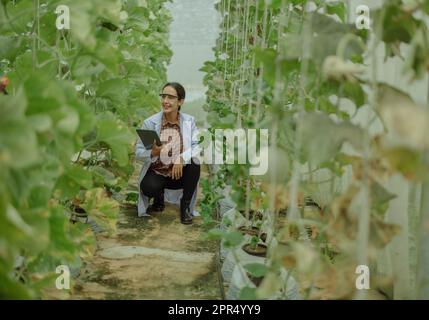 I ricercatori agricoli sviluppano calendari e flussi di lavoro per migliorare la produzione di meloni. Classifica, organizza, seleziona e li seleziona a seconda del Foto Stock