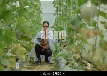 I ricercatori agricoli sviluppano calendari e flussi di lavoro per migliorare la produzione di meloni. Classifica, organizza, seleziona e li seleziona a seconda del Foto Stock