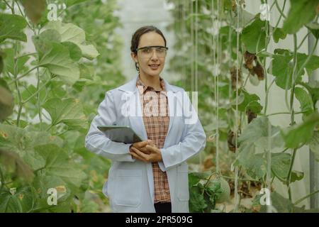 I ricercatori agricoli sviluppano calendari e flussi di lavoro per migliorare la produzione di meloni. Classifica, organizza, seleziona e li seleziona a seconda del Foto Stock