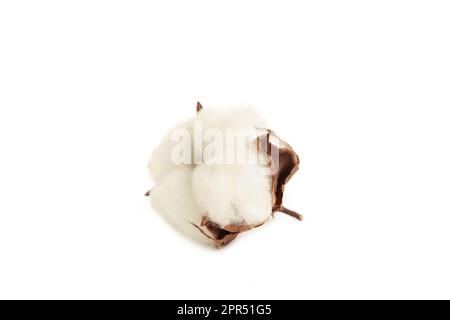 Fiore di pianta di cotone isolato su sfondo bianco. Vista dall'alto Foto Stock