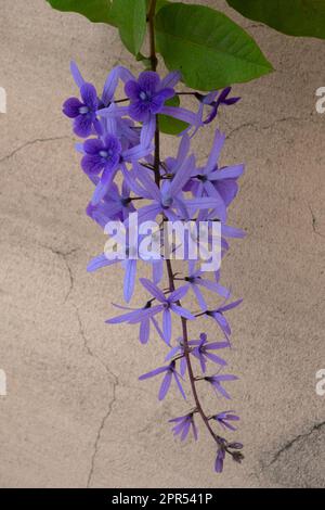 Fiori di Petrea (corona della regina, vite di carta vetrata, corona viola) su sfondo di parete di cemento. Foto di scorta, primo piano. Foto Stock