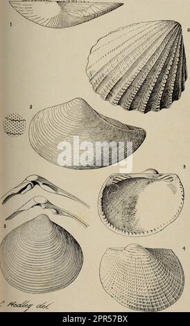 «Operazioni della Royal Society of New Zealand» (1905) Foto Stock