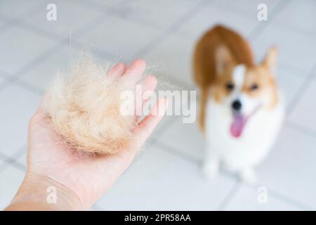 Problemi con la lana dei cani. Concept annuale di muffa, cappotto spargimento, ammuffire cani. Foto Stock