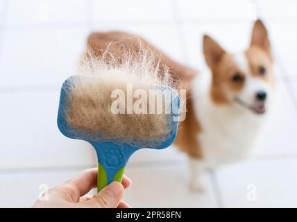 Problemi con la lana dei cani. Concept annuale di muffa, cappotto spargimento, ammuffire cani. Foto Stock