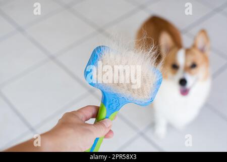 Problemi con la lana dei cani. Concept annuale di muffa, cappotto spargimento, ammuffire cani. Foto Stock