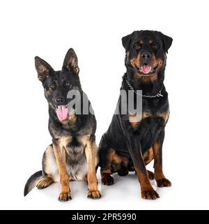 giovane pastore tedesco e rottweiler di fronte a sfondo bianco Foto Stock