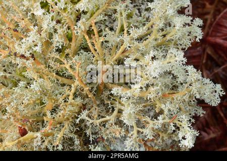Coral Lichen / Globe Ball Lichen (Sphaerophorus globosus), esemplare trovato crescere su ramo morto caduto di betulla. Foto Stock