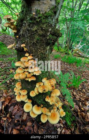 Sulphur tuft funghi (Hypholoma fasciculare) grappolo che cresce su faggio albero, Assynt, Highlands scozzesi, agosto 2016 Foto Stock