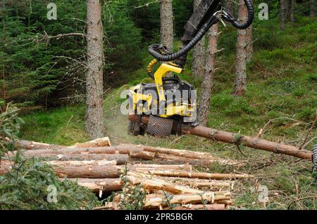 Macchina per la raccolta del legname abbattimento e lavorazione alberi di pino scozzese (Pinus sylvestris) in una piantagione forestale commerciale, Inverness-shire, Scozia Foto Stock