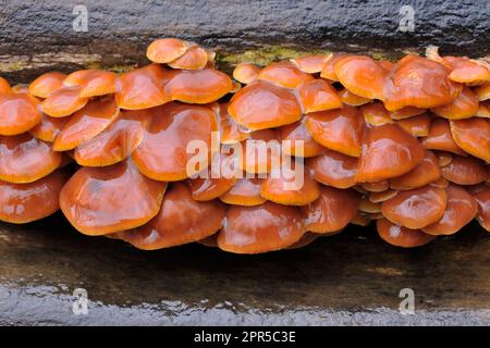 Velvet Shank funghi / Inverno funghi (Flammulina vellutipes) primo piano di cluster che crescono su tronchi abbattuti in stack di legno, fotografati in forte pioggia. Foto Stock