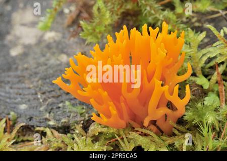 Antler giallo / funghi stagshorn gialli (Calocera viscosa) primo piano della coltivazione di ciuffo su legname morto in decadimento di ceppo di larice europeo in boschi misti, Foto Stock