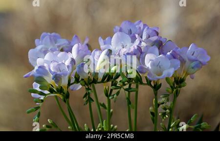 Pacchetto di fiori viola freesia con boccioli Foto Stock