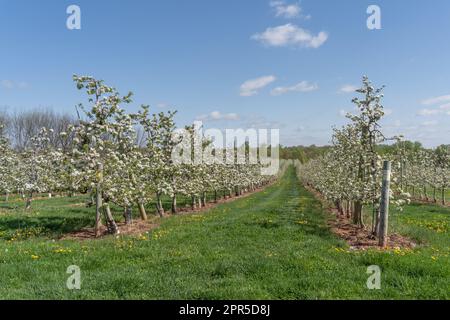 Splendidi alberi di mela fioriscono in primavera nel frutteto locale in Pennsylvania. Foto Stock