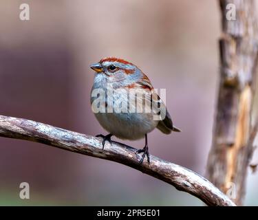 Chipping Sparrow primo piano vista del profilo appollaiata su un ramo con uno sfondo marrone morbido nel suo ambiente e habitat circostante. Immagine dello spara. Foto Stock